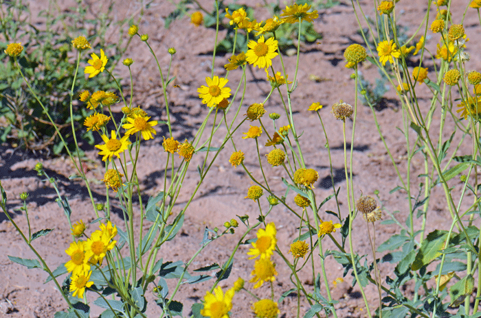 Golden Crownbeard is a subshrub with short stems; plants are upright and with stiff, straight hairs or bristles or covered with long, soft, straight hairs; plants have a disagreeable odor when handled. Verbesina encelioides